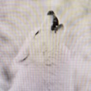 Meet your Posher, Wolf